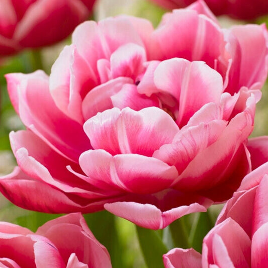 Double Early 'Columbus' Tulip – Fall Bulb Preorder (10 Bulbs)
