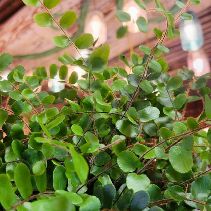 🪴Take a Frond to School - Houseplant