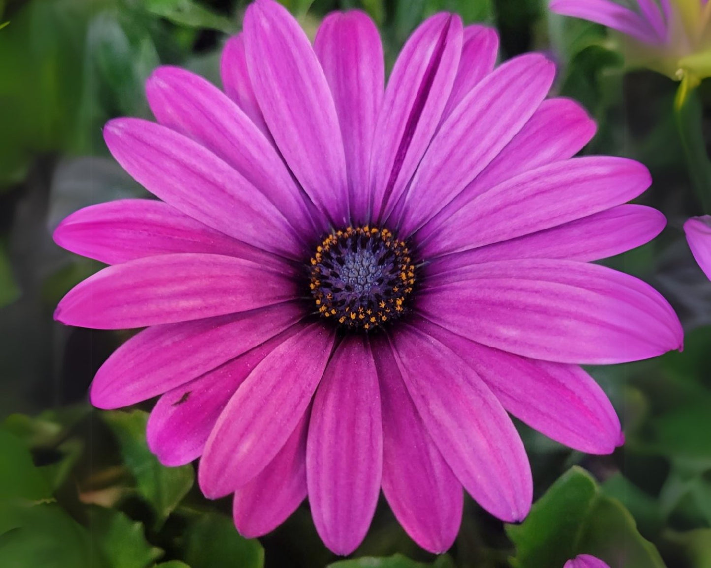 Zion 'Violet Feather' Osteospermum