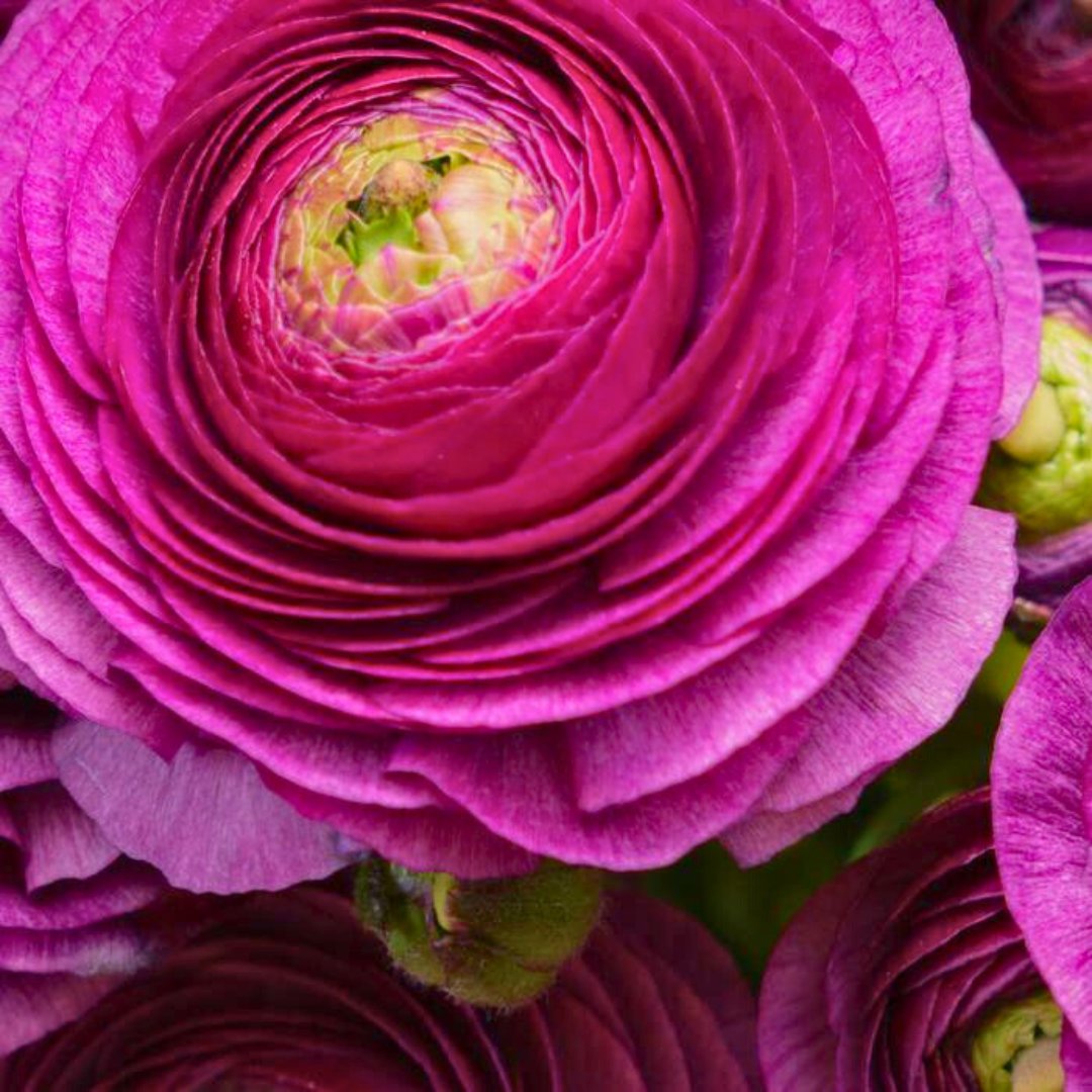 Blue Ranunculus Bulbs Ranunculus Tecolote Persian Buttercups - Fall Bulb Preorder (10 Bulbs ...