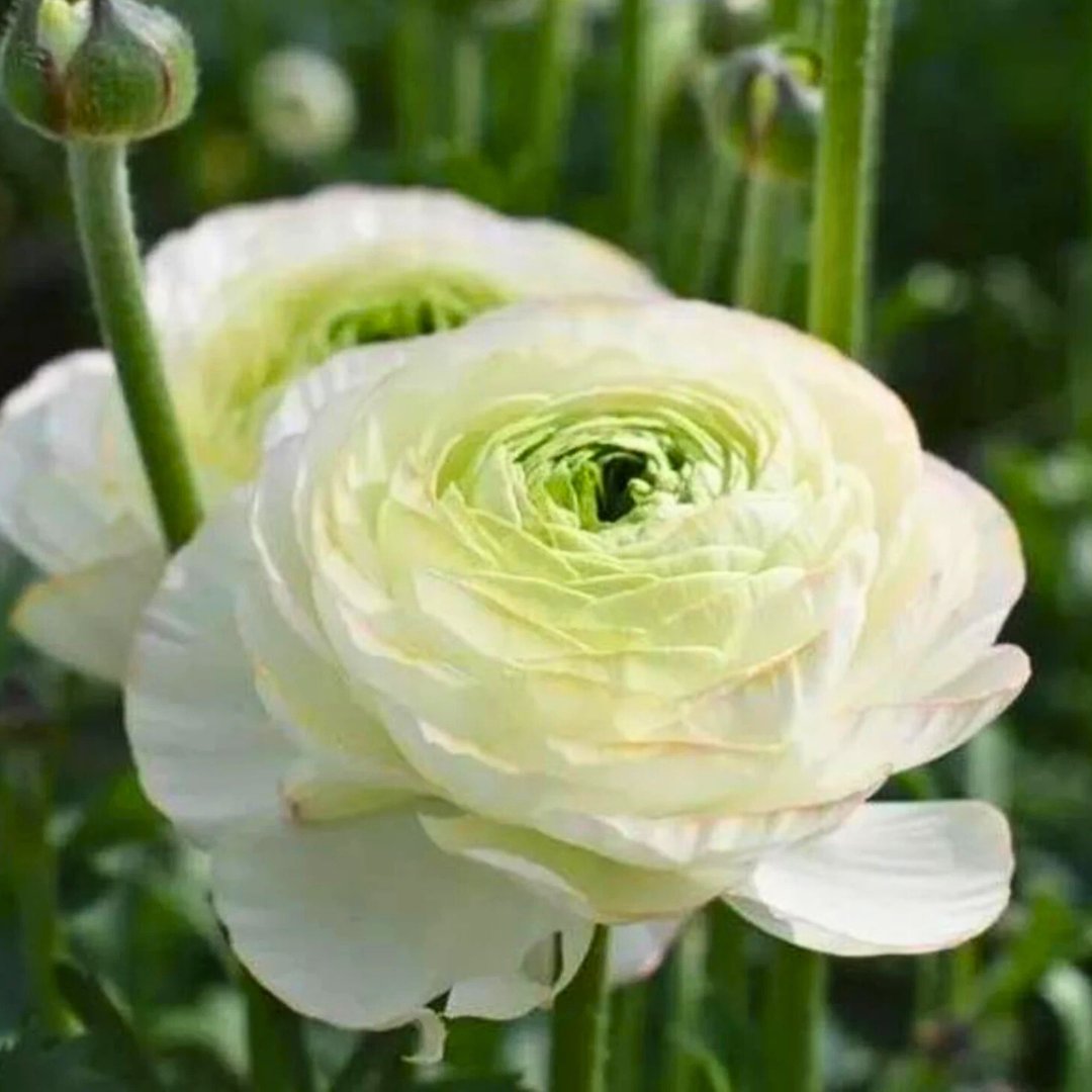 Ranunculus Tecolote Persian Buttercups - Fall Bulb Preorder (10 Bulbs)