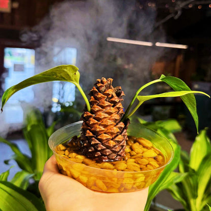 Pine Cone Propagation Station Workshop