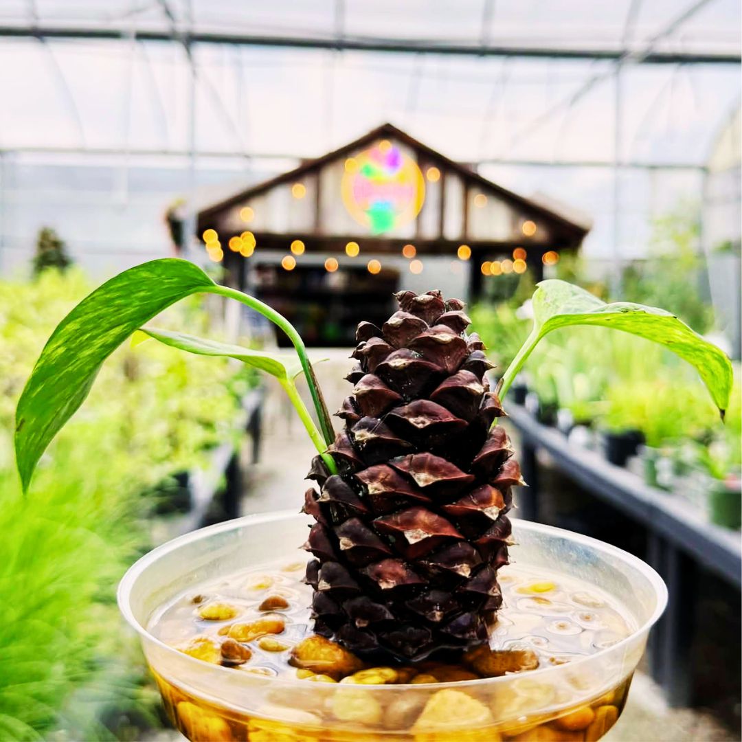 Pine Cone Propagation Station Workshop