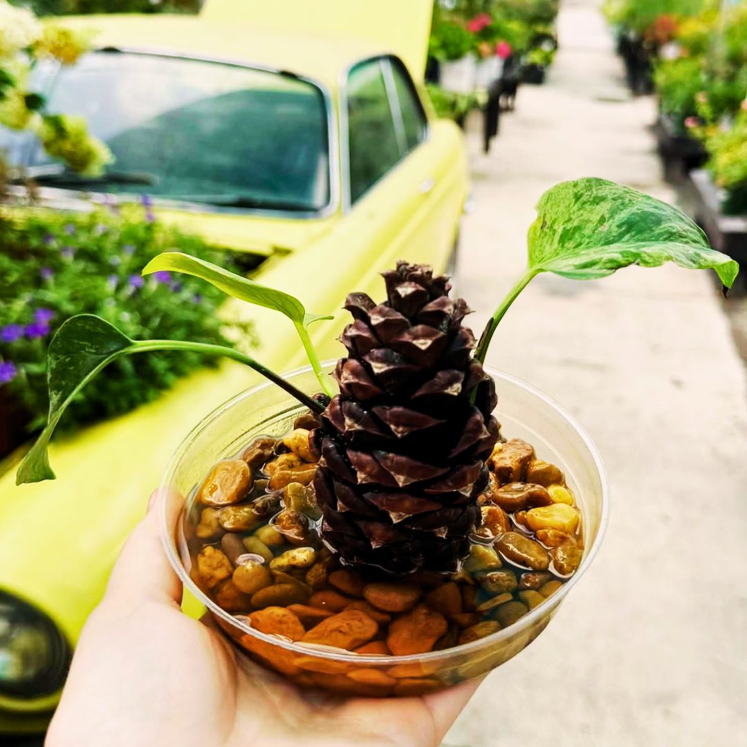 Pine Cone Propagation Station Workshop
