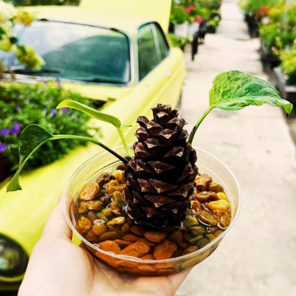 Pine Cone Propagation Station Workshop