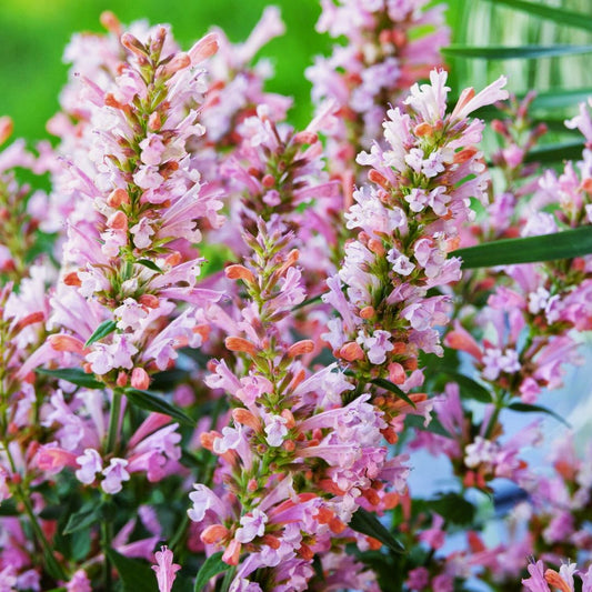 Agastache 'Pink Pearl'