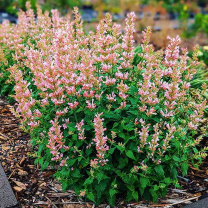 Agastache 'Pink Pearl'