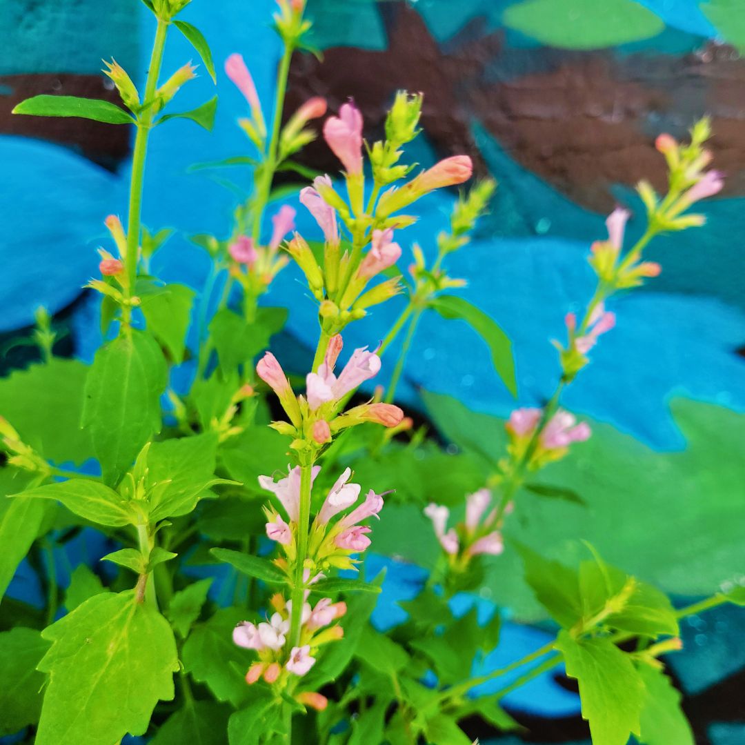 Agastache 'Pink Pearl'
