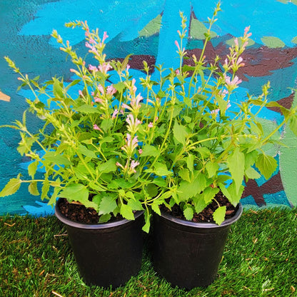 Agastache 'Pink Pearl'