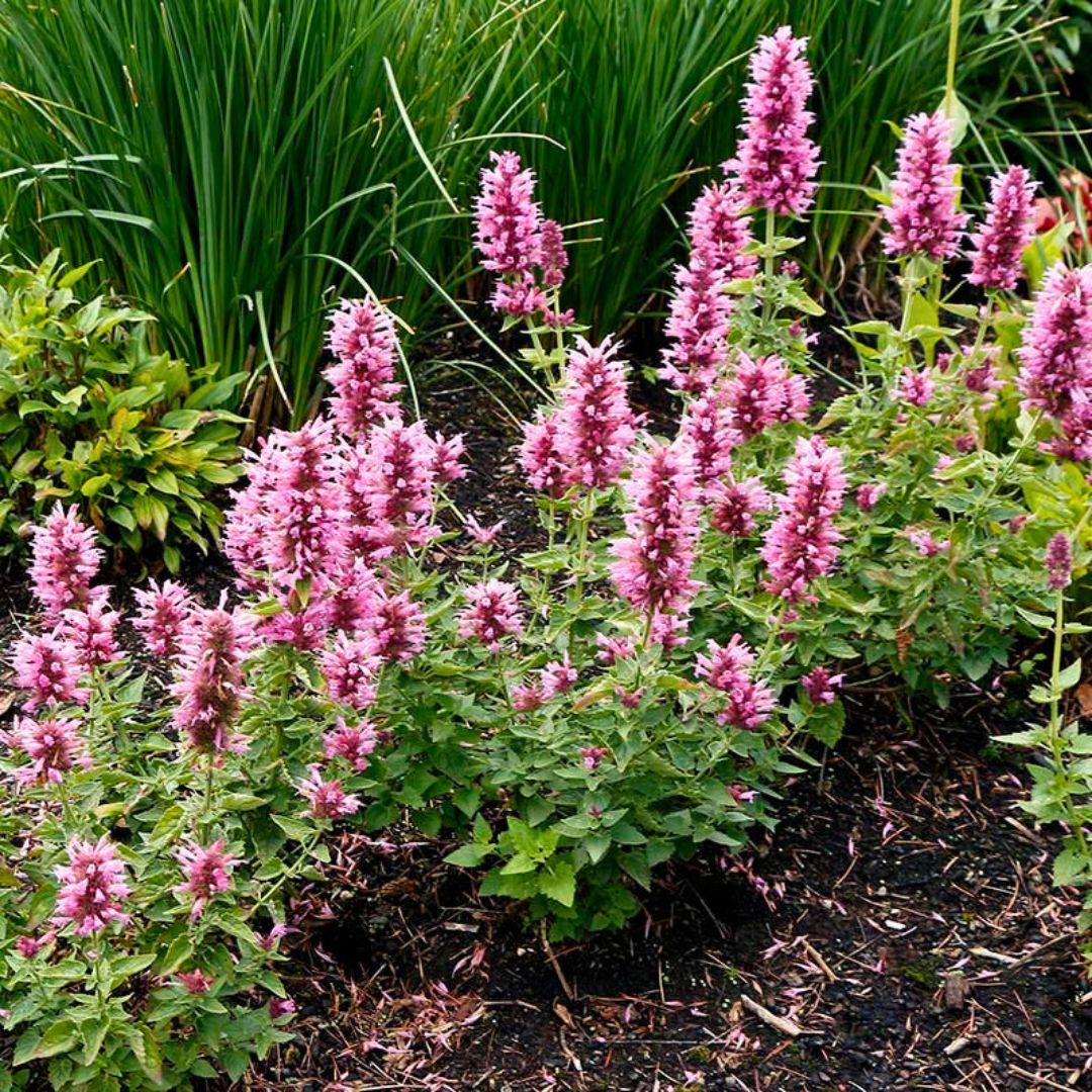Agastache Poquito Lavender