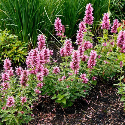 Agastache Poquito Lavender