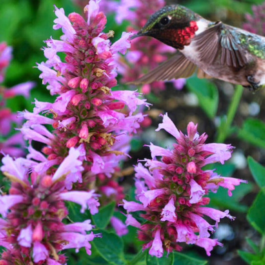 Agastache Poquito Lavender