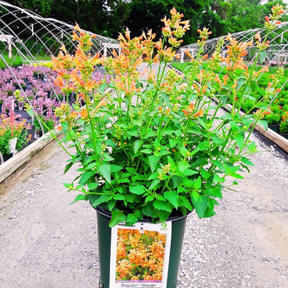 Agastache Poquito Orange