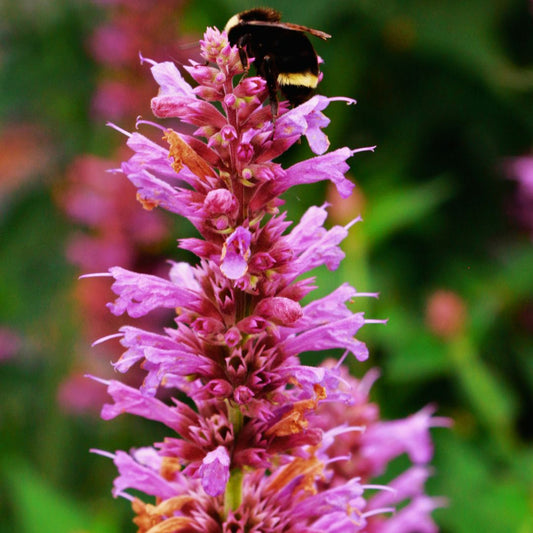 Agastache 'Prince's Plume'