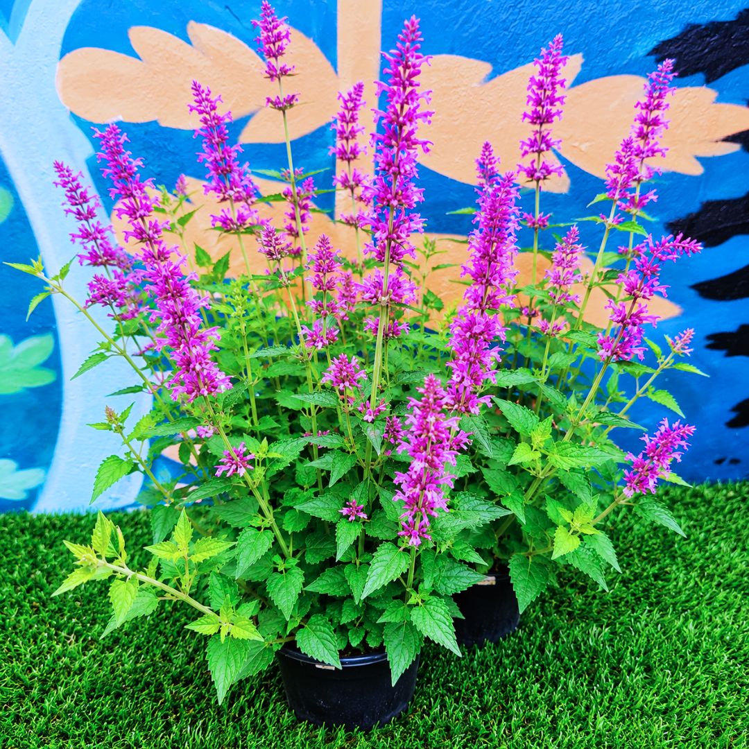 Agastache 'Prince's Plume'