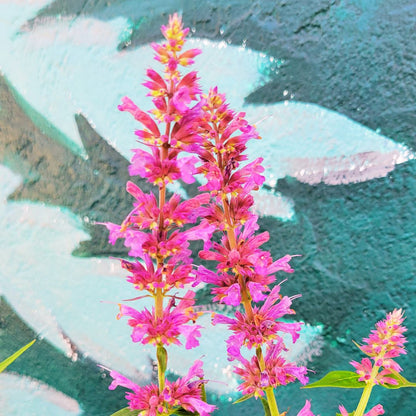 Agastache 'Prince's Plume'