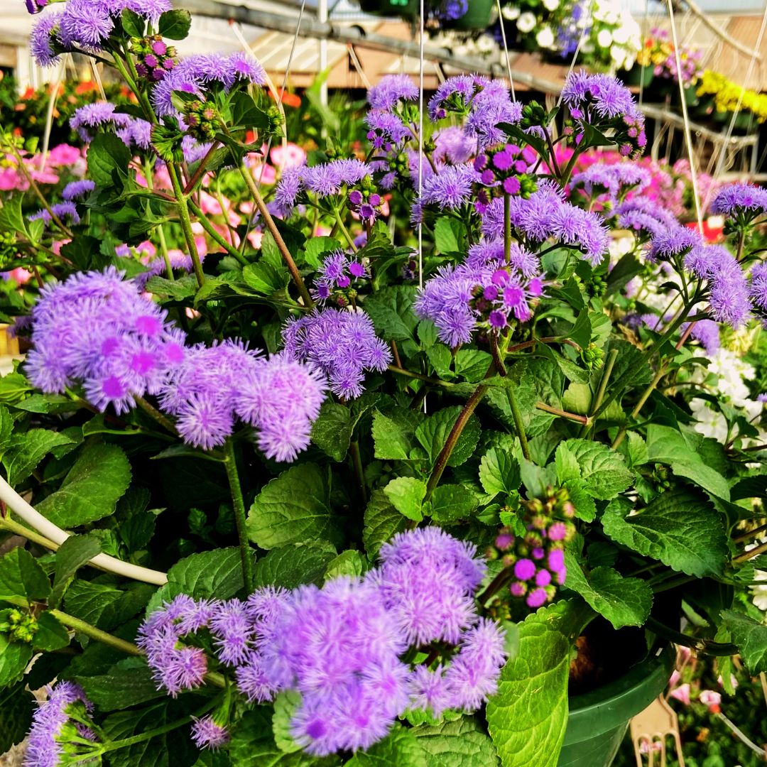 Ageratum 'Monarch Magic'