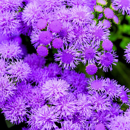 Ageratum 'Monarch Magic'