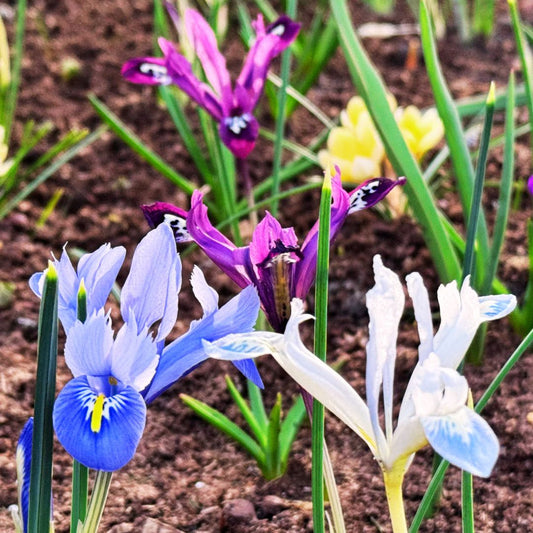 'All Aflutter' Iris Blend