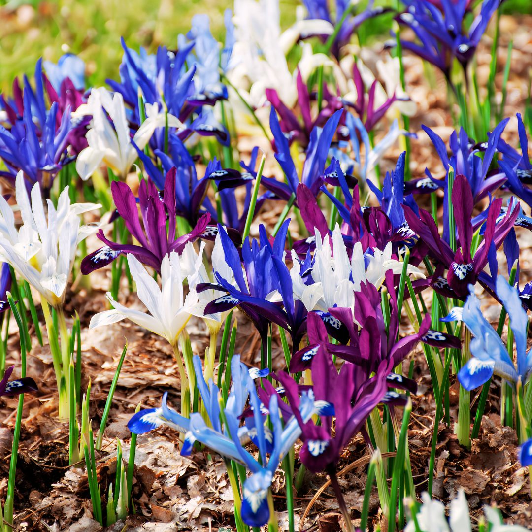 'All Aflutter' Iris Blend
