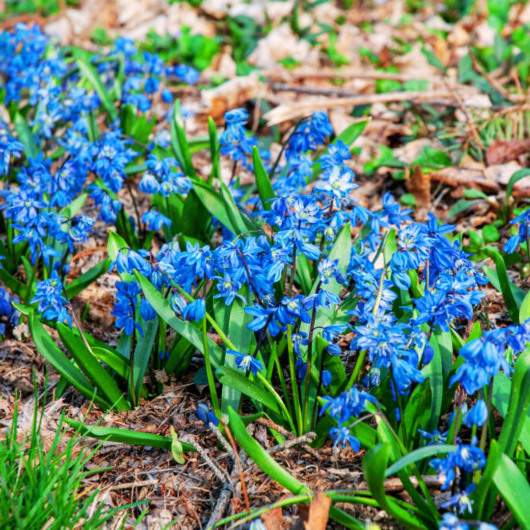 'Blue Squill' Scilla