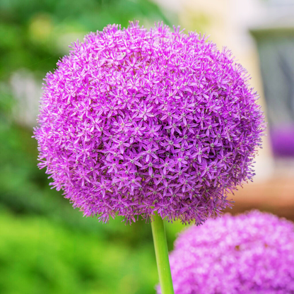 Very Late 'Ambassador' Allium