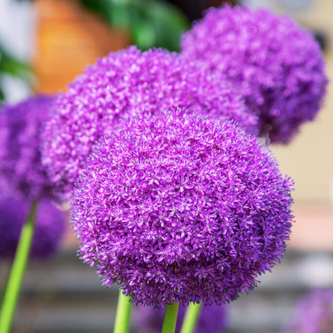 Very Late 'Ambassador' Allium