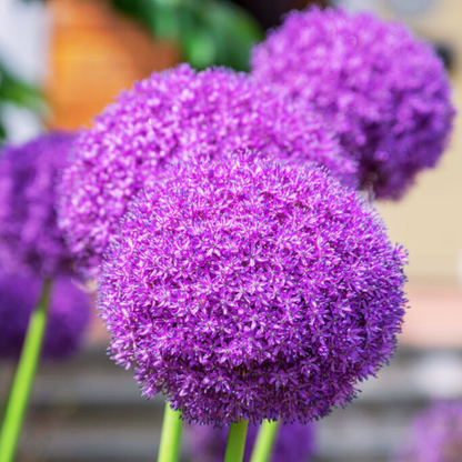 Very Late 'Ambassador' Allium
