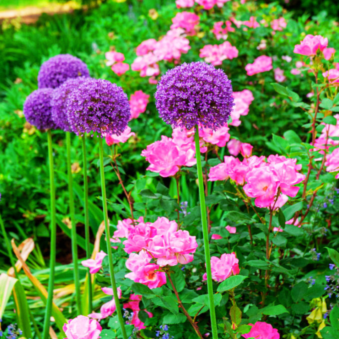 Very Late 'Ambassador' Allium