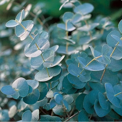 Eucalyptus 'Baby Blue'