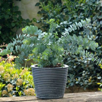 Eucalyptus 'Baby Blue'