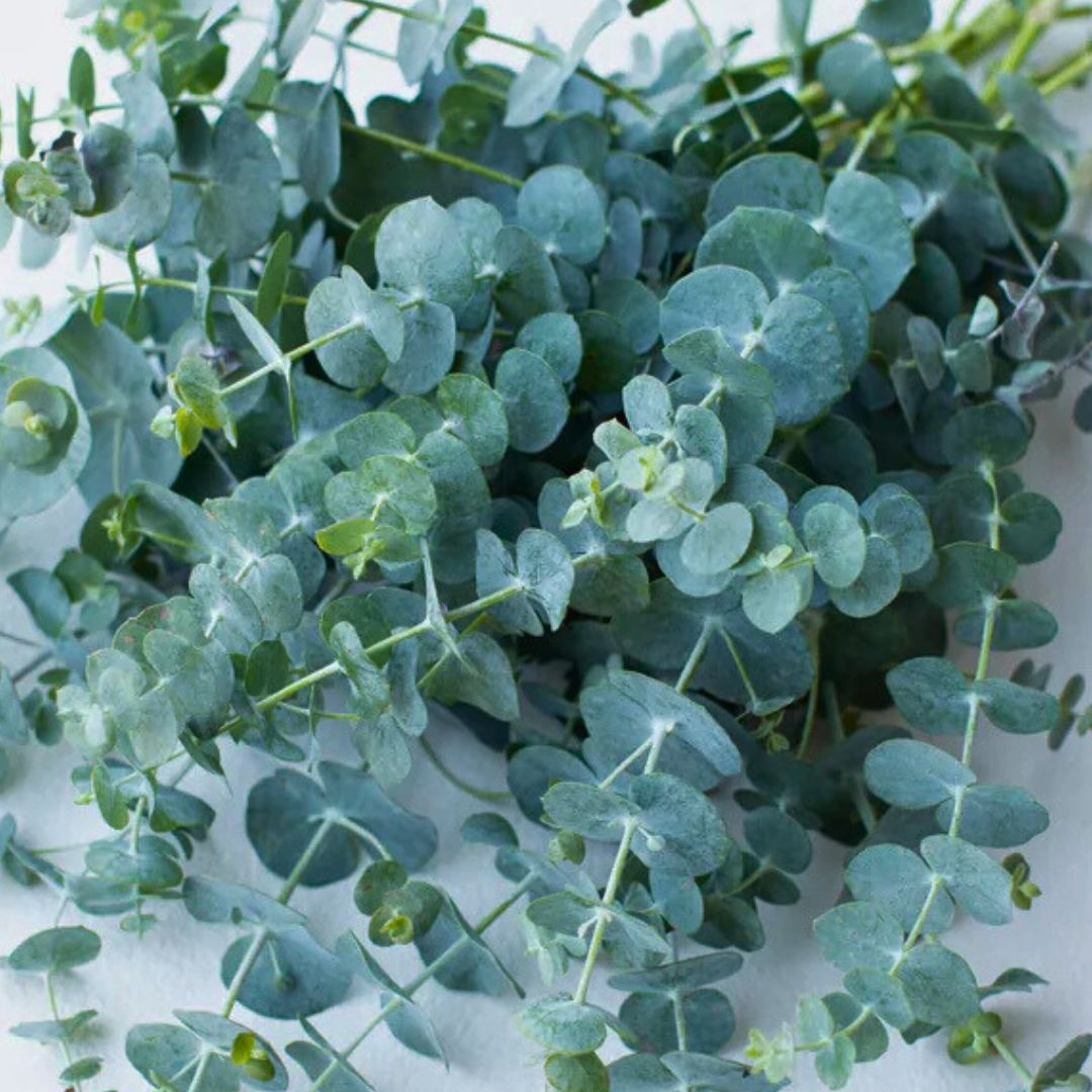 Eucalyptus 'Baby Blue'