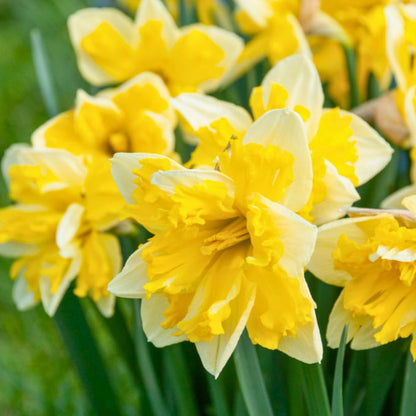 Early 'Banana Splash' Daffodil