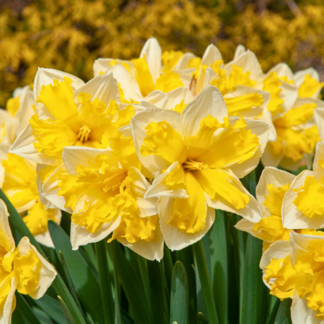 Early 'Banana Splash' Daffodil