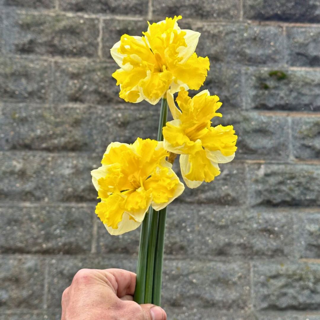 Early 'Banana Splash' Daffodil