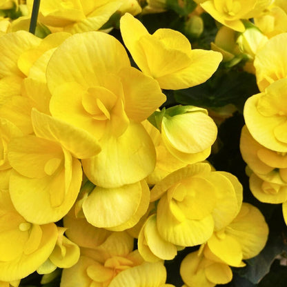 Begonia 'Blitz Yellow'