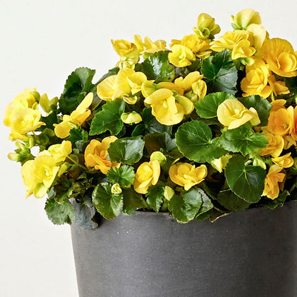 Begonia 'Blitz Yellow'