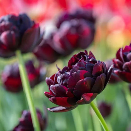 Double Late 'Black Hero' Tulip