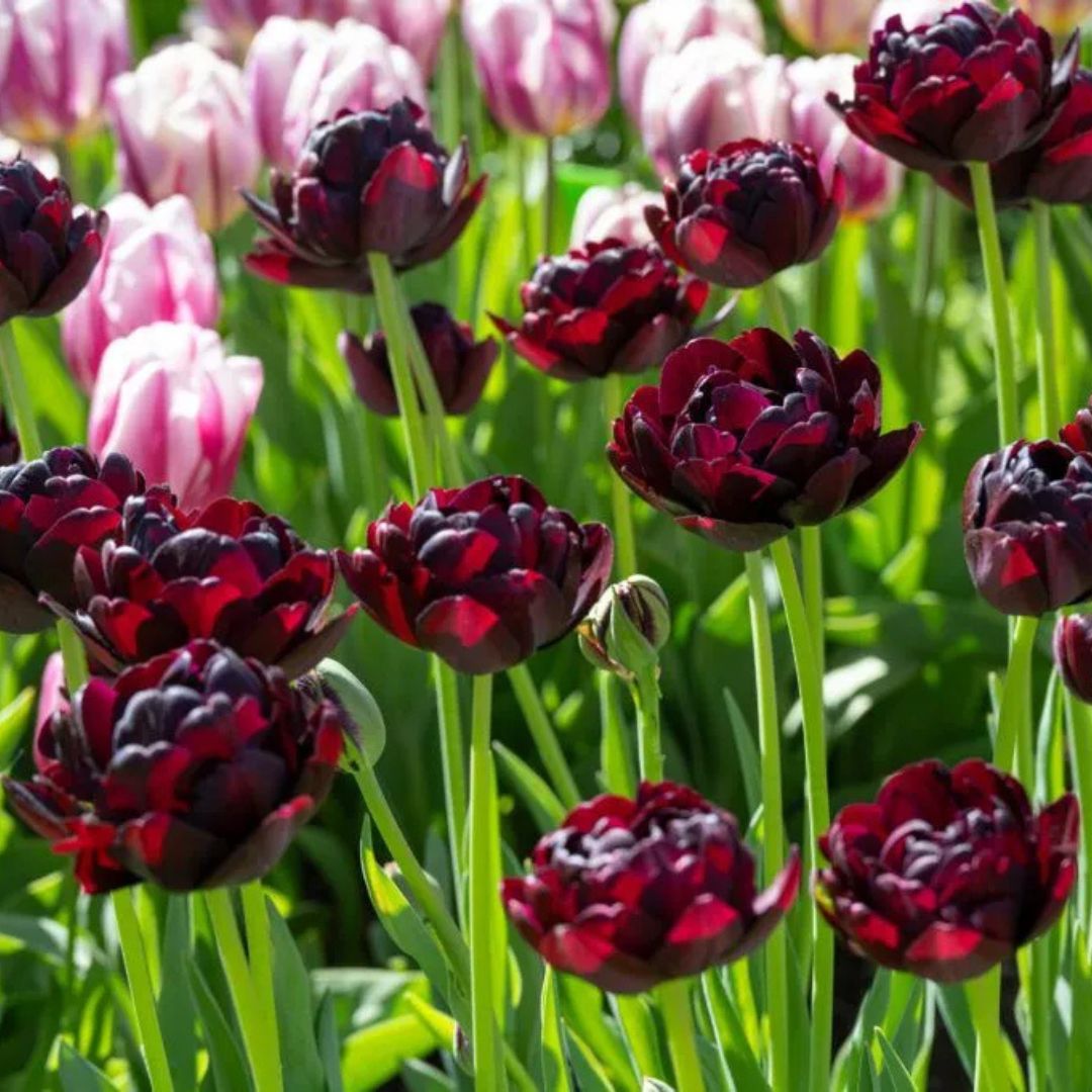 Double Late 'Black Hero' Tulip