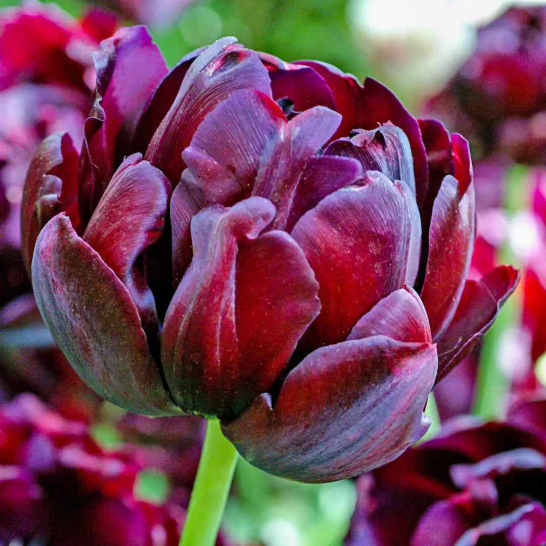 Double Late 'Black Hero' Tulip