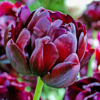 Double Late 'Black Hero' Tulip