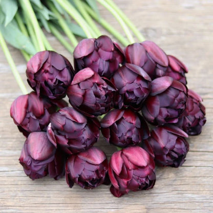 Double Late 'Black Hero' Tulip