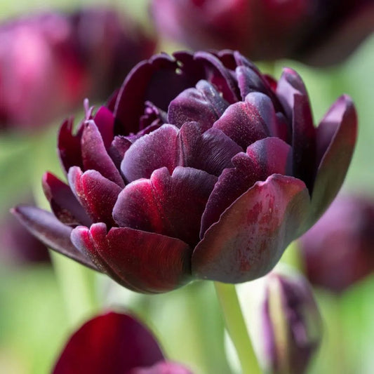 Double Late 'Black Hero' Tulip