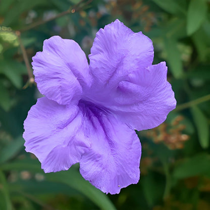Mexican Petunia 'Compact Blue' | Trio