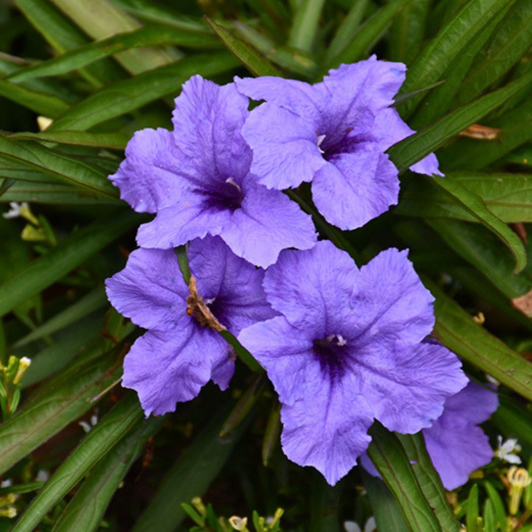 Mexican Petunia 'Compact Blue' | Trio