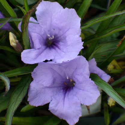 Mexican Petunia 'Compact Blue' | Trio