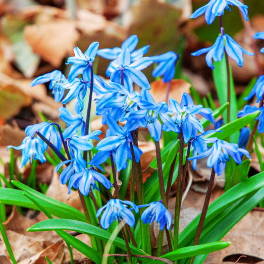 'Blue Squill' Scilla