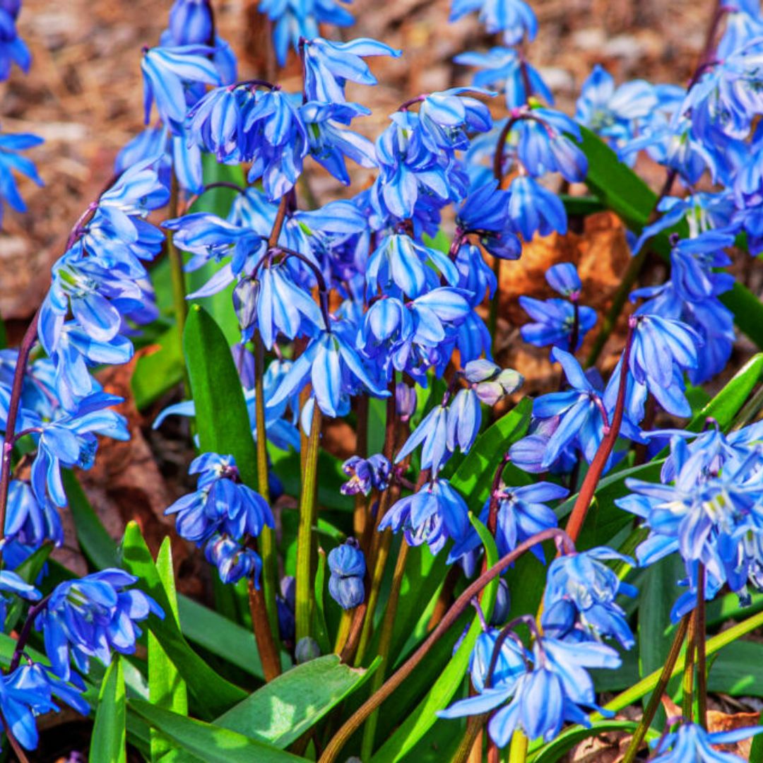 'Blue Squill' Scilla
