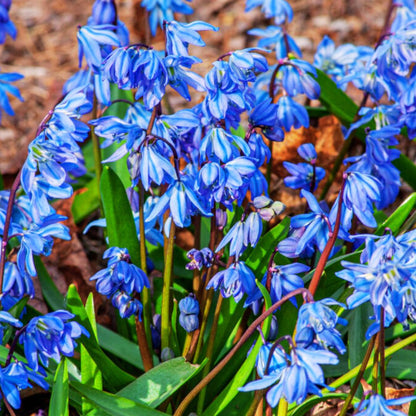 'Blue Squill' Scilla