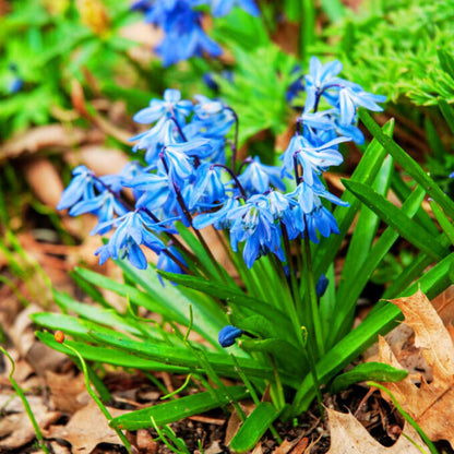 'Blue Squill' Scilla